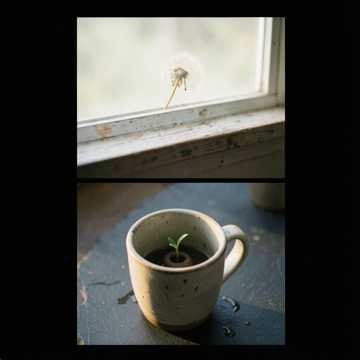 Seeds She Planted cover