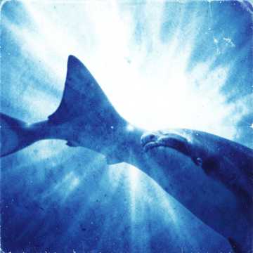 Shark and seal, Classical, Happy, Drums cover