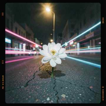 of bloom cover