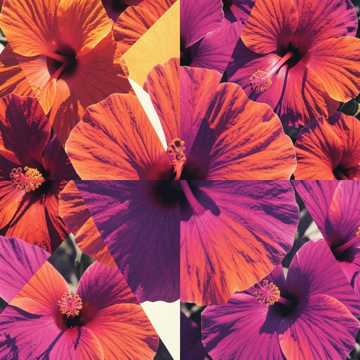 my love  cover