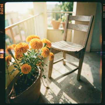 Lawra's Peace cover
