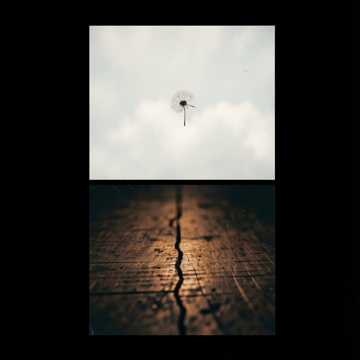 Survive cover