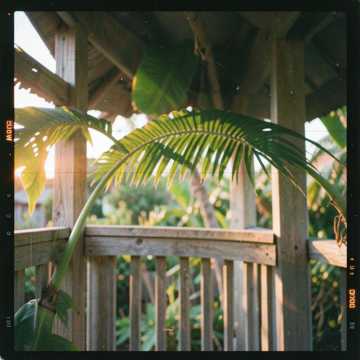 Unda Da Co-ka-nut Tree cover