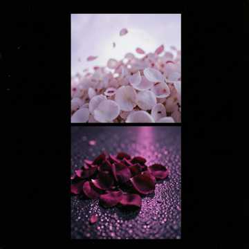 Parmi les roses cover