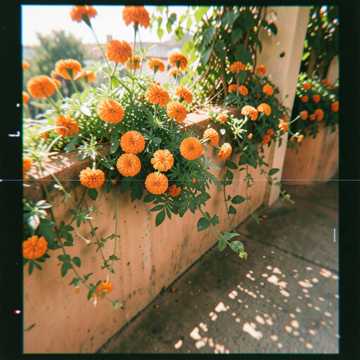 No Wahala cover