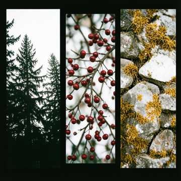 The Pine and the Rowan cover